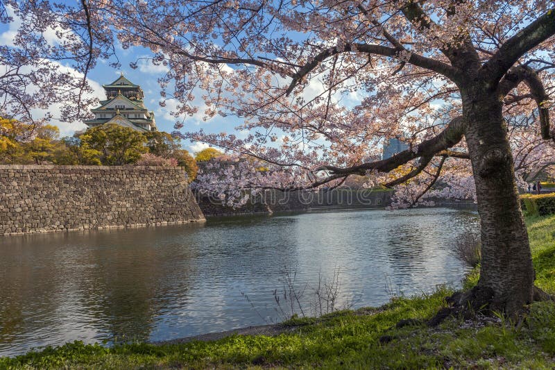 Japan Himeji Castle with Light Up in Sakura Cherry Stock Photo Image of blossom, blossoms