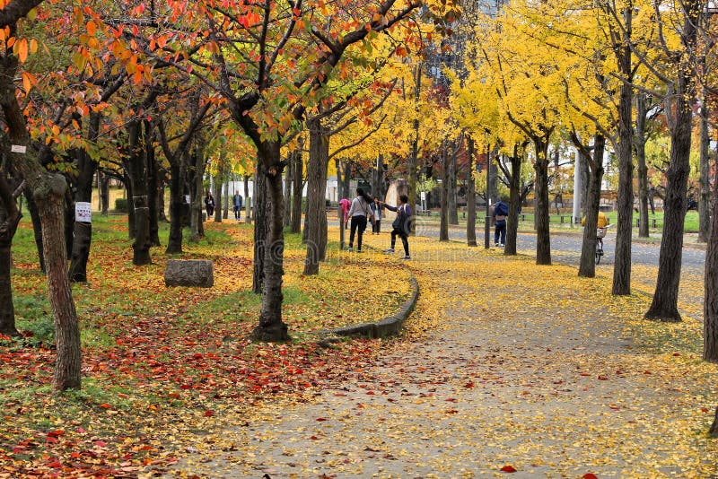OSAKA, JAPAN - NOVEMBER 22, 2016: People enjoy autumn leaves in Osaka Castle Park in Japan. Osaka belongs to 2nd largest