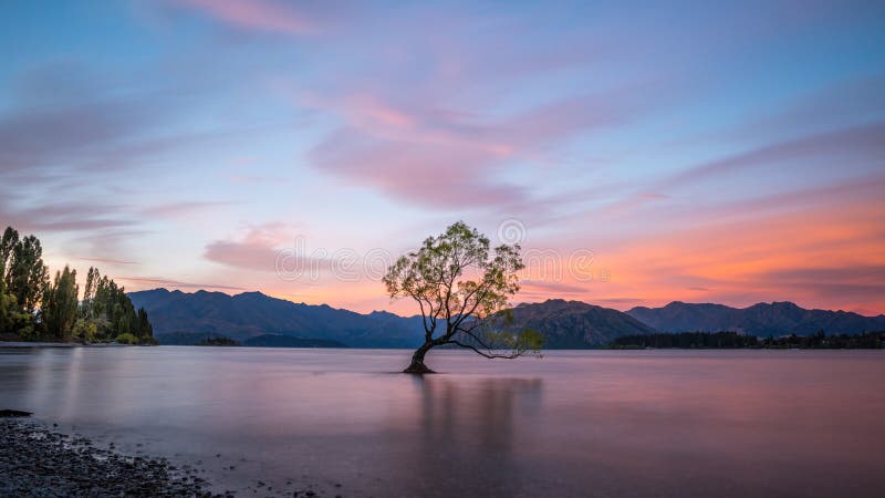 Osamotniona drzewna pozycja w Jeziornym Wanaka, Nowa Zelandia przy zmierzchem zdjęcie royalty free Osamotniona drzewna pozycja w Jeziornym Wanaka, Nowa Zelandia przy zmierzchem zdjęcie royalty free
