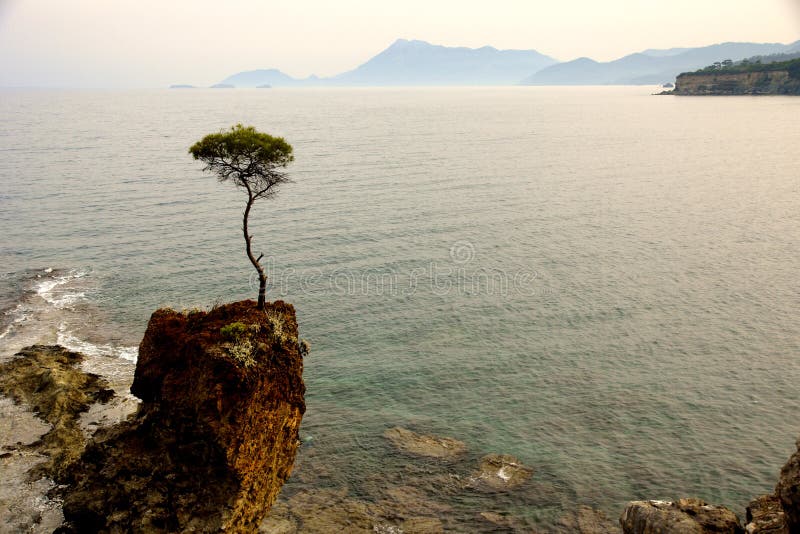 Tree growing on a rock surrounded by sea. Tree growing on a rock surrounded by sea