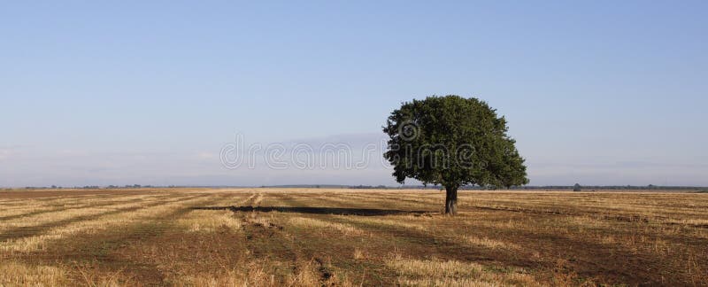 Osamotniony drzewo zdjęcie royalty free
