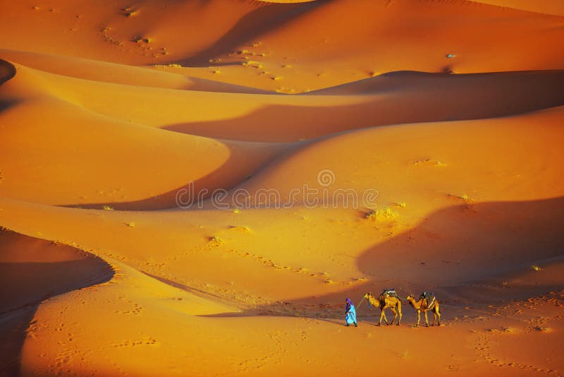 Osamotniony mężczyzna i wielbłąd w saharze