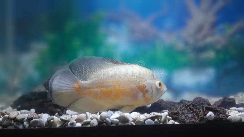 Oscar Fish In Aquarium Frwsh Water Stock Photo Image Of Aquarium oscar-fish-in-aquarium-frwsh-water-stock-photo-image-of-aquarium