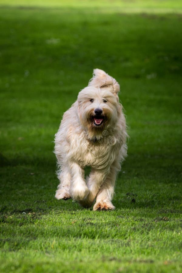 Olivia, Um Cão Pastor Inglês Velho Fêmea Imagem de Stock - Imagem de velho,  olivia: 85523859