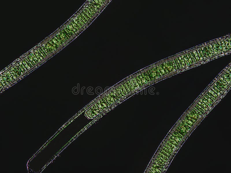 Oscillatoria Sp. Algae Under Microscopic View X40 Stock Photo Image