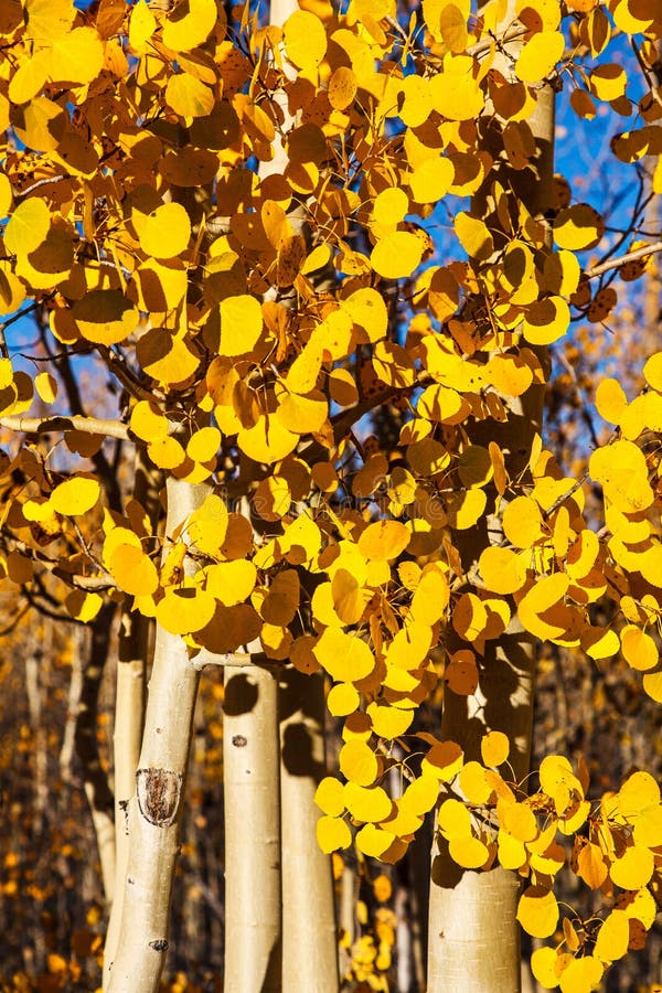 Osikowi drzewa w Szczytowym jesień kolorze