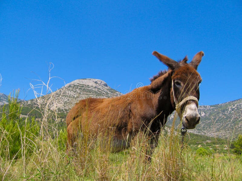 Donkey curiously looking at me. Donkey curiously looking at me