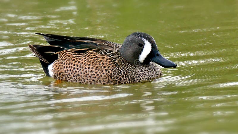 Oskrzydlona cyraneczka - anatidae szpachelki discors zdjęcie stock Oskrzydlona cyraneczka - anatidae szpachelki discors zdjęcie stock