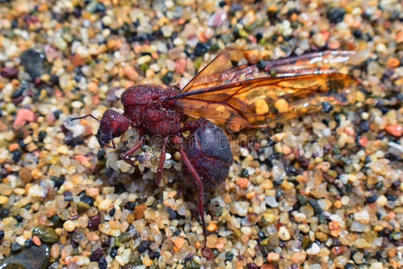 Oskrzydlone Męskie trutnia Leafcutter mrówki, makro- zakończenie w górę widoku, umiera na plaży po matować lot z królową w Puerto fotografia stock Oskrzydlone Męskie trutnia Leafcutter mrówki, makro- zakończenie w górę widoku, umiera na plaży po matować lot z królową w Puerto fotografia stock
