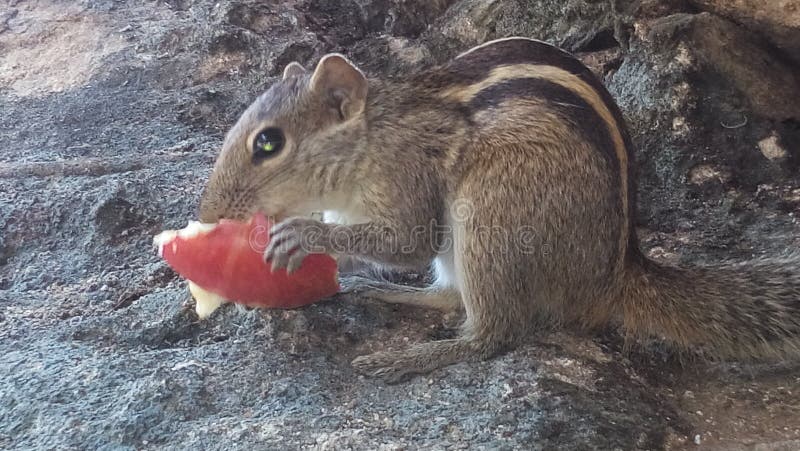 Oskyldig ekorre som äter ett äpple royaltyfri foto Oskyldig ekorre som äter ett äpple royaltyfri foto