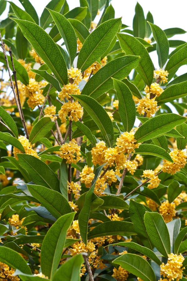 Osmanthus blooming stock image. Image of yellow, bloom 45338431