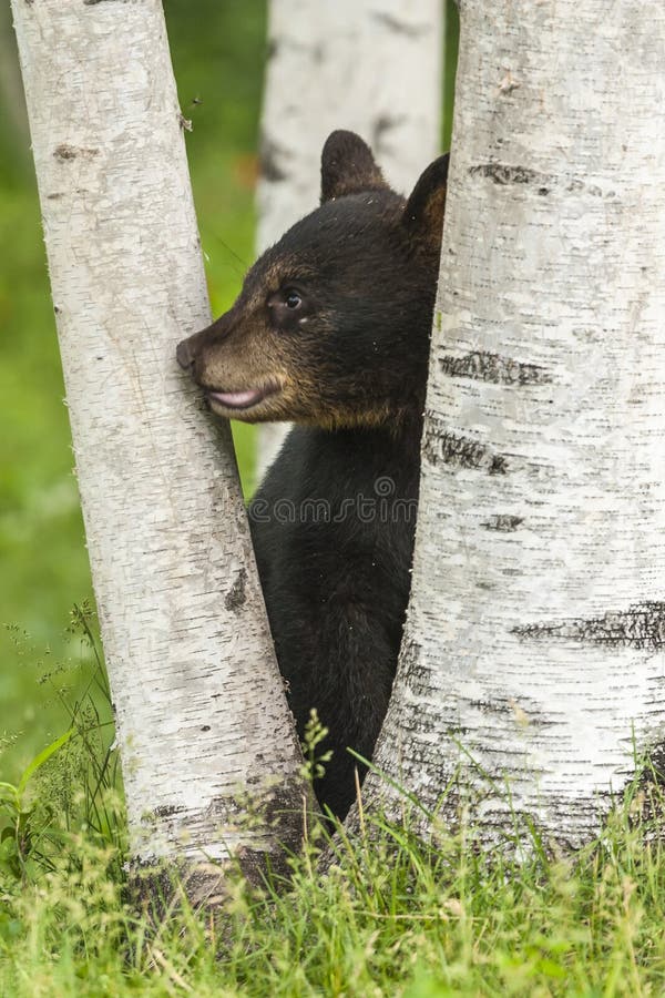 A cute black bear cub peers out from between birch tree trunks. A cute black bear cub peers out from between birch tree trunks.