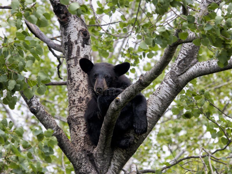 Young black bear cub in a tree waiting for momma. Young black bear cub in a tree waiting for momma