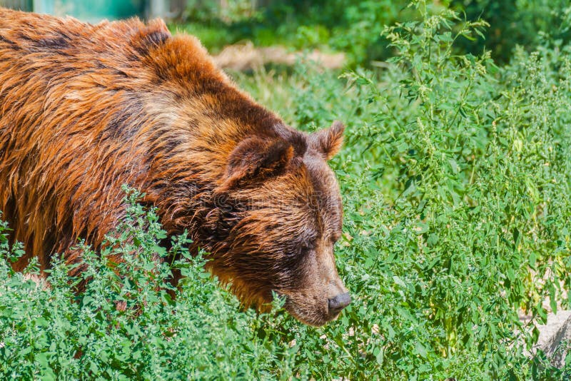 Oso de Brown en el bosque fotografía de archivo libre de regalías Oso de Brown en el bosque fotografía de archivo libre de regalías