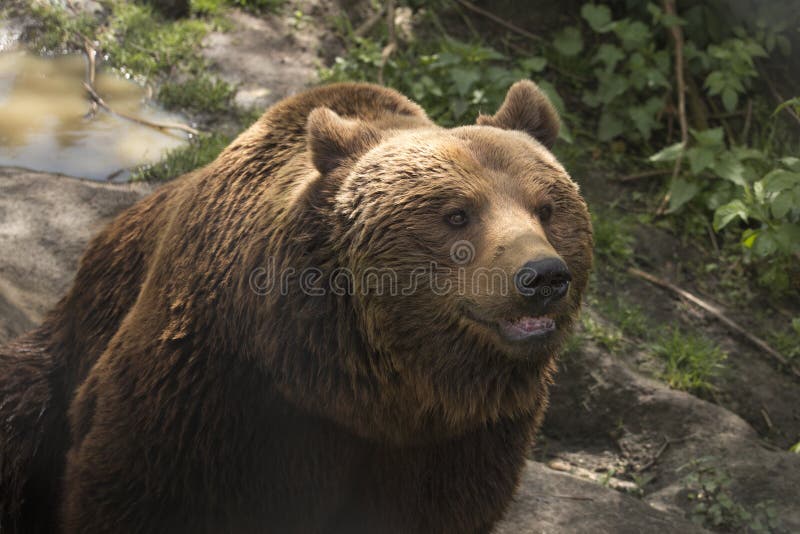 Oso de Grizzley que forrajea para la comida foto de archivo Oso de Grizzley que forrajea para la comida foto de archivo