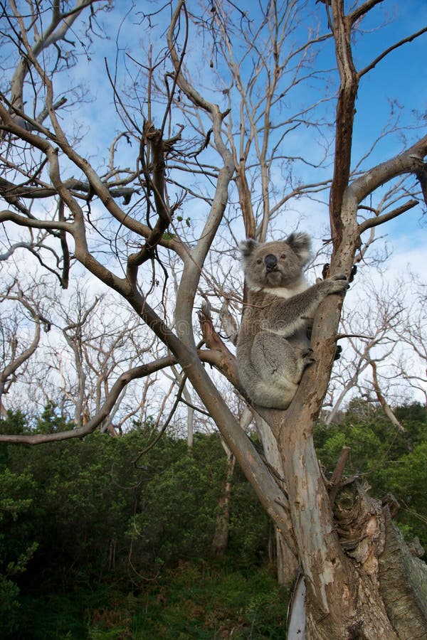 Oso de koala imagen de archivo libre de regalías Oso de koala imagen de archivo libre de regalías