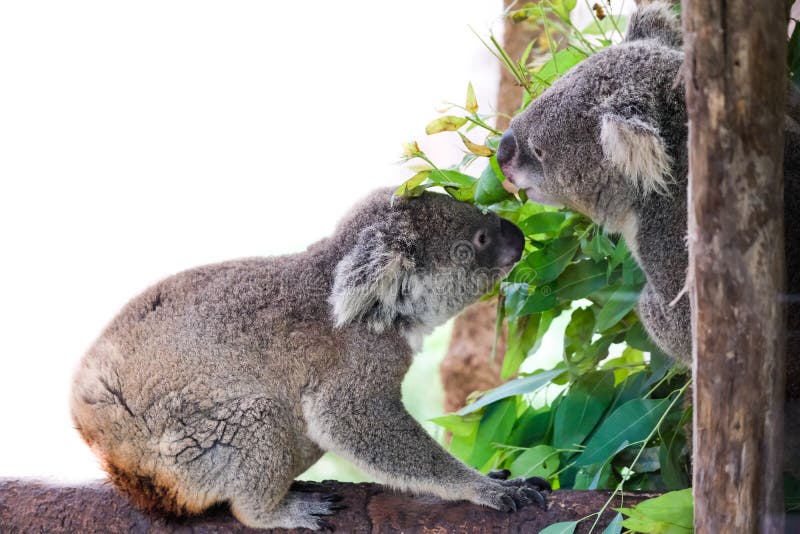 Oso de koala con su bebé o joey en eucalipto imágenes de archivo libres de regalías Oso de koala con su bebé o joey en eucalipto imágenes de archivo libres de regalías
