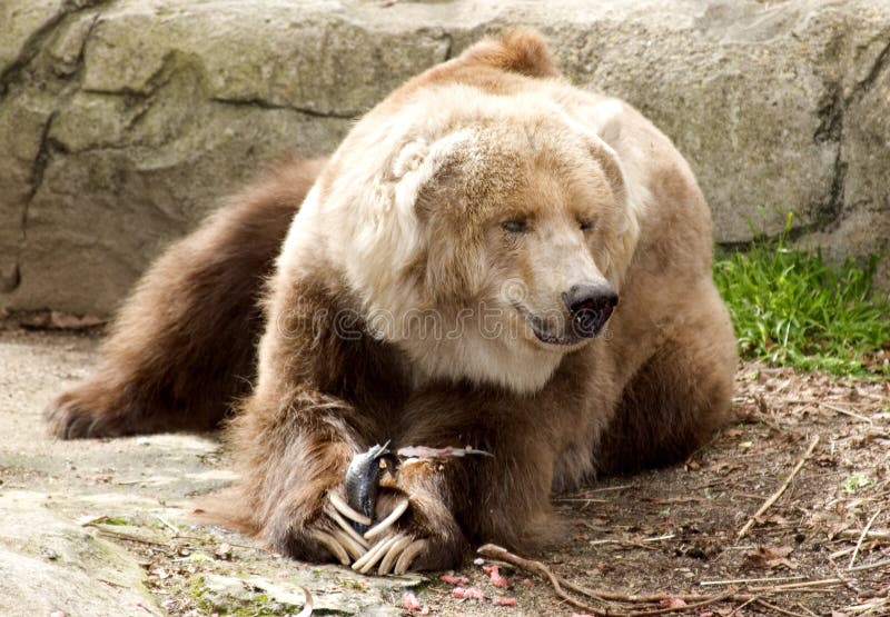 Oso de Kodiak foto de archivo