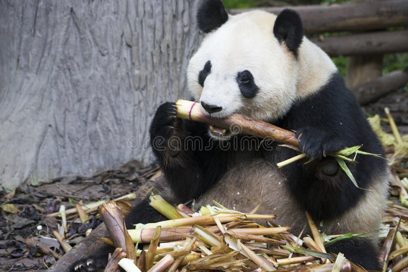 Oso de panda gigante que come el bambú imagen de archivo libre de regalías Oso de panda gigante que come el bambú imagen de archivo libre de regalías