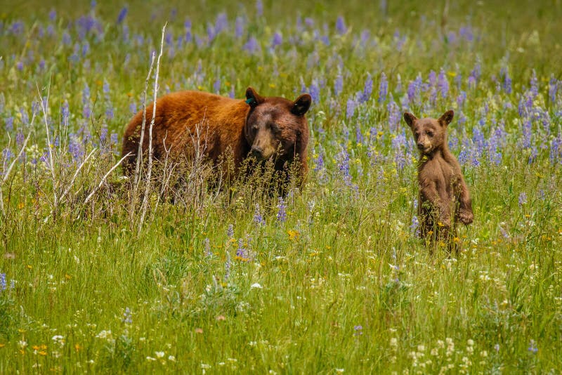 Female bear with her cub discovering the world together, Waterton Lakes national park, canadian wildlife. Female bear with her cub discovering the world together, Waterton Lakes national park, canadian wildlife