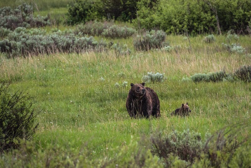 Famous Grizzly 399 and cub in Grand Teton National Park, Wyoming. Famous Grizzly 399 and cub in Grand Teton National Park, Wyoming