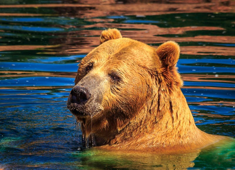 Oso grizzly en el agua colorida de la charca de la caída que echa un vistazo sobre hombro