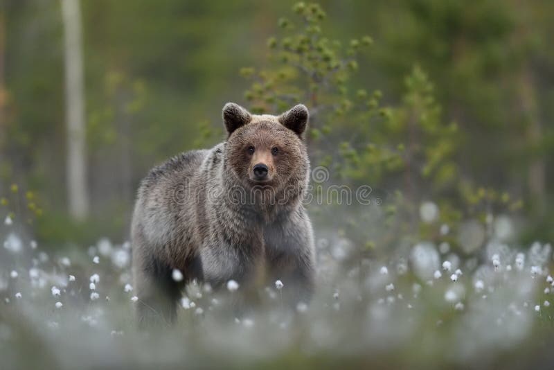 Oso marrón joven en paisaje del bosque en el verano imagen de archivo libre de regalías Oso marrón joven en paisaje del bosque en el verano imagen de archivo libre de regalías