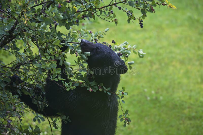Oso negro que come bayas en verano fotos de archivo libres de regalías Oso negro que come bayas en verano fotos de archivo libres de regalías