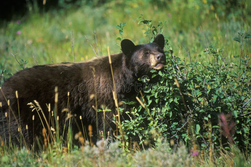 Oso negro que come los arándanos, Parque Nacional Glacier, TA foto de archivo libre de regalías Oso negro que come los arándanos, Parque Nacional Glacier, TA foto de archivo libre de regalías