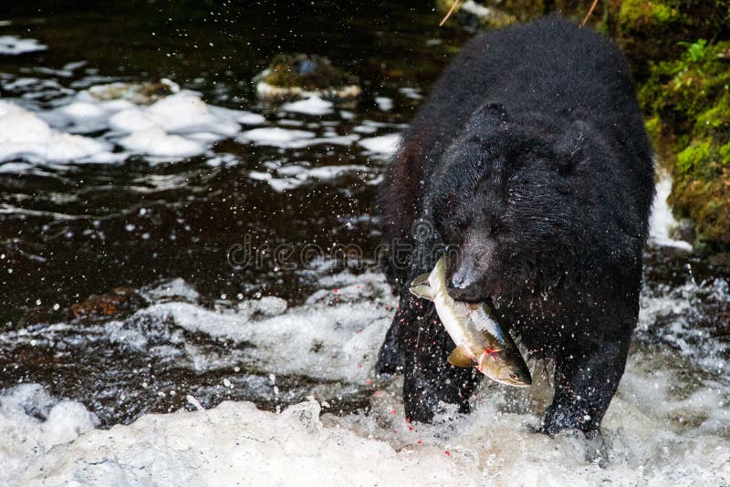 Oso negro que come un salmón en Alaska imagenes de archivo Oso negro que come un salmón en Alaska imagenes de archivo
