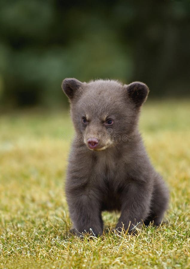 Oso negro (Ursus americanus) Cub foto de archivo libre de regalías Oso negro (Ursus americanus) Cub foto de archivo libre de regalías