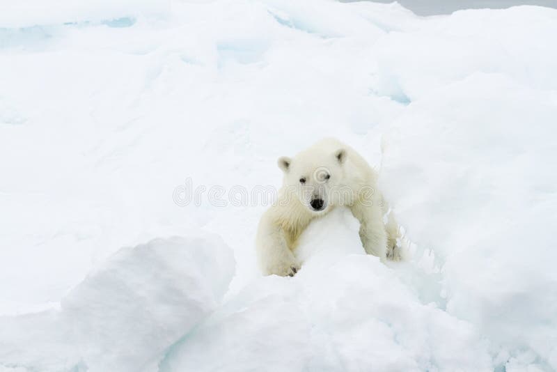 Oso polar foto de archivo libre de regalías Oso polar foto de archivo libre de regalías