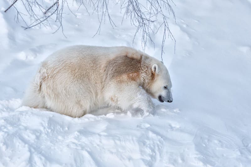 Oso polar blanco joven que camina en nieve profunda foto de archivo Oso polar blanco joven que camina en nieve profunda foto de archivo