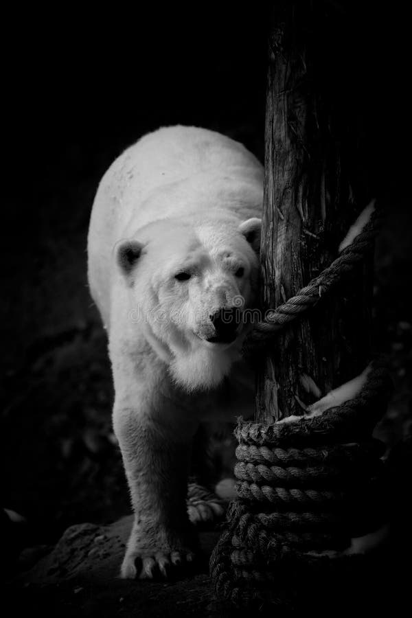 Oso polar blanco y negro imagen de archivo. Imagen de negro - 65799009