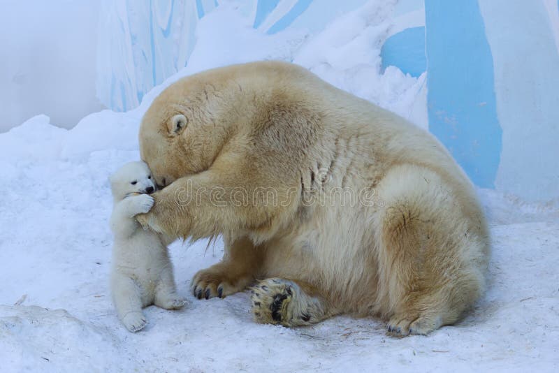 Oso polar con el cachorro Amor de madre