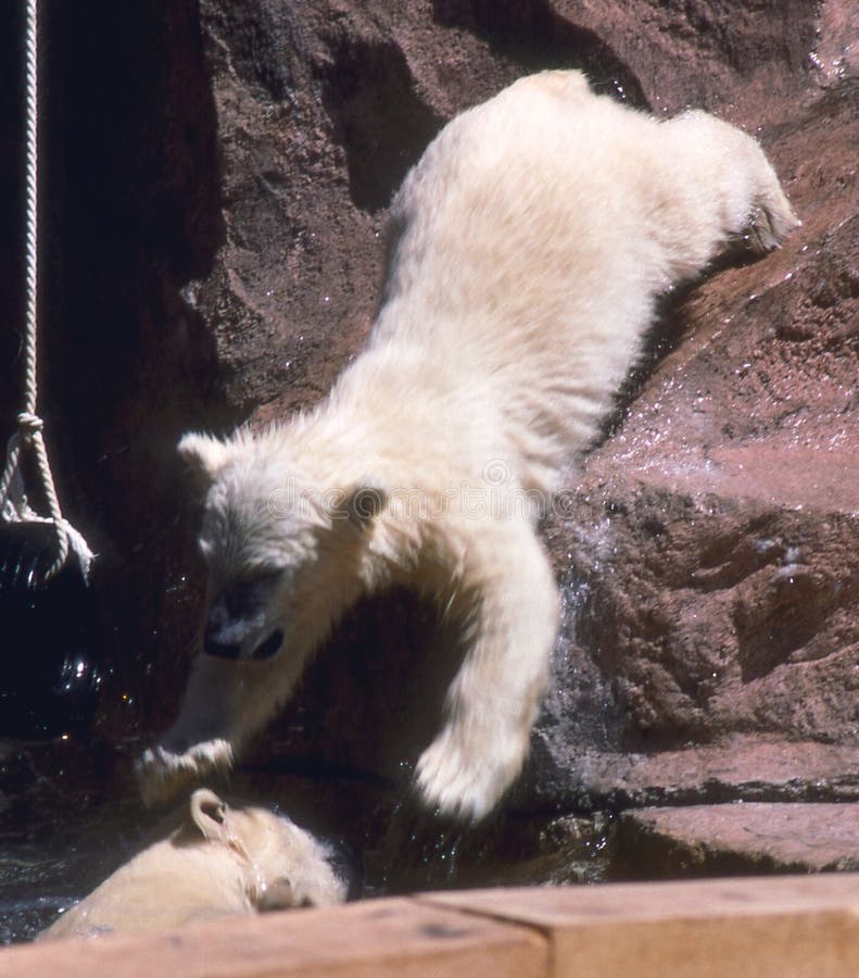 Polar Bear Cub Sliding Down Rocks. Polar Bear Cub Sliding Down Rocks