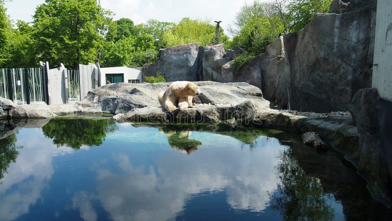 Oso polar distante en el zoológico en su propio recinto con bellas aguas azules y paisaje rocoso