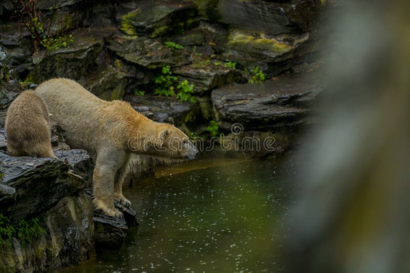 Oso polar grande durante una lluvia con el peque?o ni?o Humor juguet?n y curioso en los animales salvajes Naturaleza fotos de archivo Oso polar grande durante una lluvia con el peque?o ni?o Humor juguet?n y curioso en los animales salvajes Naturaleza fotos de archivo