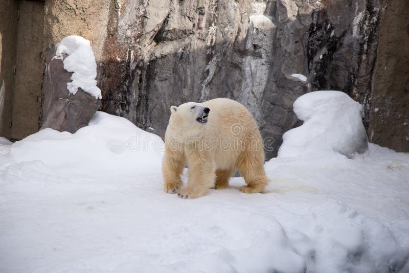 Oso polar que camina alrededor de jaula con la piel blanca fotografía de archivo libre de regalías Oso polar que camina alrededor de jaula con la piel blanca fotografía de archivo libre de regalías