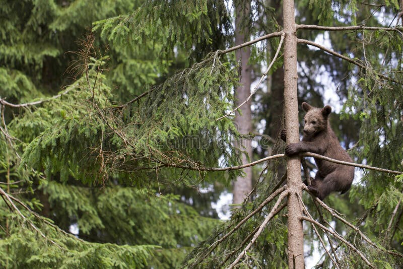 Oso solo del bebé en árbol imagen de archivo libre de regalías Oso solo del bebé en árbol imagen de archivo libre de regalías