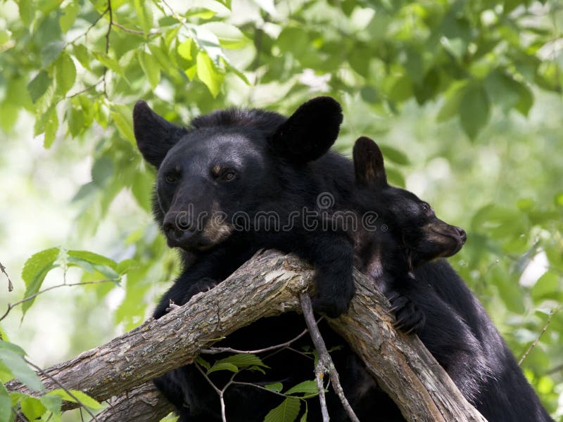 Momma black bear and cub snuggling in a tree. Momma black bear and cub snuggling in a tree