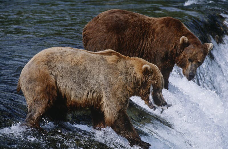 Osos de Brown del parque nacional dos de los E.E.U.U. Alaska Katmai que cogen los salmones que se colocan en el río sobre vista la fotografía de archivo libre de regalías Osos de Brown del parque nacional dos de los E.E.U.U. Alaska Katmai que cogen los salmones que se colocan en el río sobre vista la fotografía de archivo libre de regalías