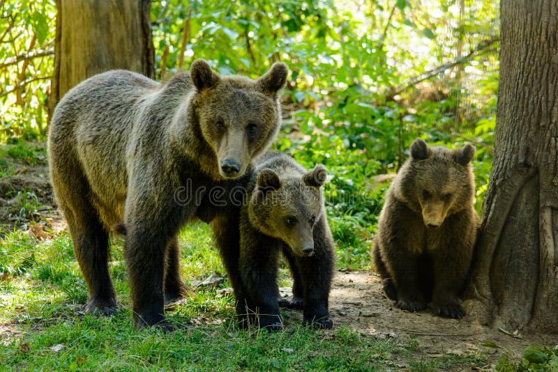 Osos en un bosque de la reserva natural de Zarnesti, cerca de Brasov, Transilvania, Rumania fotografía de archivo libre de regalías Osos en un bosque de la reserva natural de Zarnesti, cerca de Brasov, Transilvania, Rumania fotografía de archivo libre de regalías