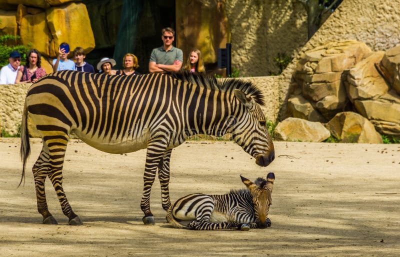 Ospiti una zebra di montagna dei hartmann di sorveglianza di Anversa dello zoo animale con il puledro, Antwerpen, Belgio, il 23 a fotografia stock libera da diritti Ospiti una zebra di montagna dei hartmann di sorveglianza di Anversa dello zoo animale con il puledro, Antwerpen, Belgio, il 23 a fotografia stock libera da diritti