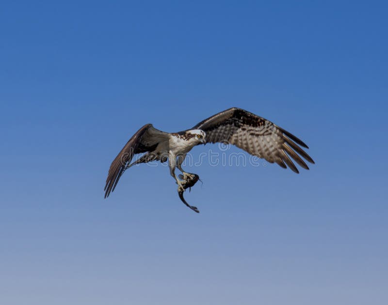 Osprea llevando un pez. Vista frontal de un osprey bird que cargaba un pez que acababa de quedar atrapado en sus garras en el cielo