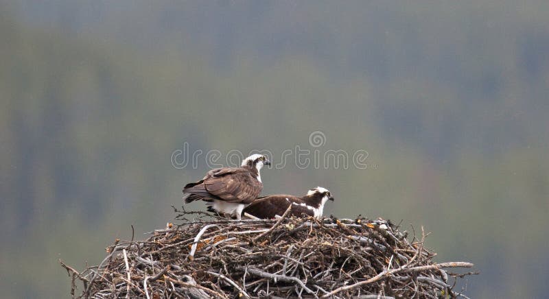 Osprey