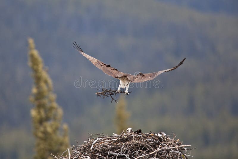 Osprey