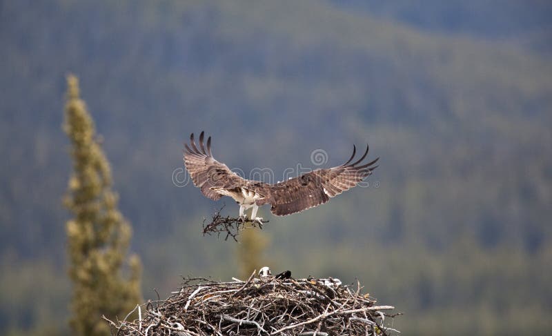 Osprey