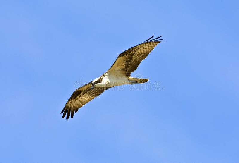Osprey photo stock Osprey photo stock