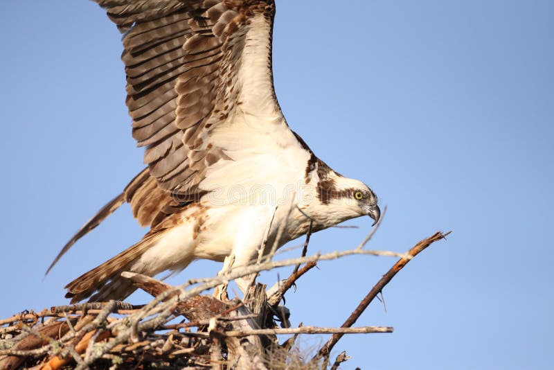 Osprey